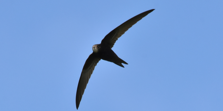 Martinet noir en vol dans le ciel bleu